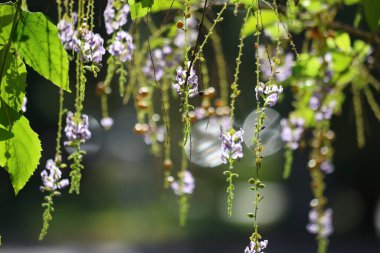 Duranta erecta, Verbenaceae familyasından bir çalı türü.