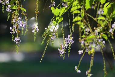 Duranta erecta, Verbenaceae familyasından bir çalı türü.