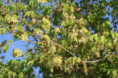 Acer negundo  is a species of maple native to North America. clipart