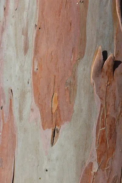 stock image bark texture of eucalyptus tree