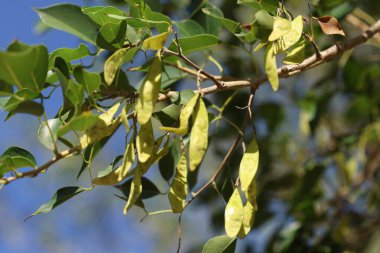 Fraxinus angustifolia, Fraxinus cinsinin bir türüdür.