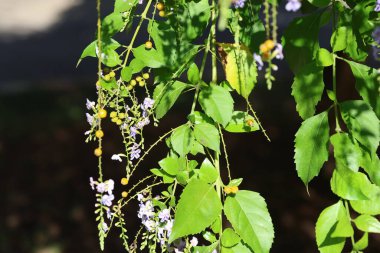 Duranta erecta, Verbenaceae familyasından bir çalı türü.