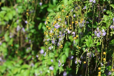 Duranta erecta is a species of flowering shrub in the verbena family Verbenaceae clipart