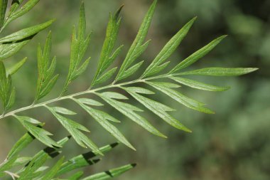 Güney ipek meşe yaprağının yaprağını kapat (Grevillea robusta)