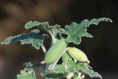 meyveler, yapraklar ve ekbalyum çiçekleri