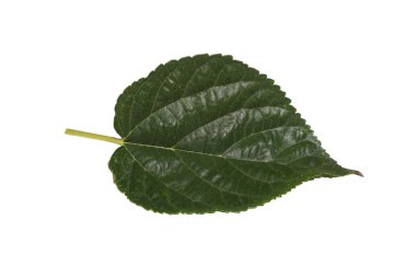 Dut yaprağı üzerinde beyaz izole