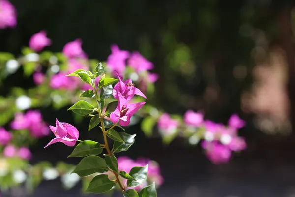 stock image Bougainville flower (Bougainvillea spectabilis) in summer