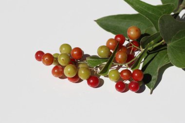 Smilax aspera, esnek ve narin bir sapı ve sivri dikenleri olan, her daim yeşil bir tırmanıcıdır.