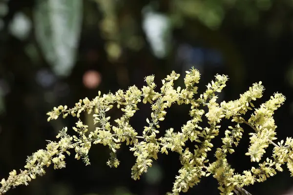 stock image Asparagus acutifolius is an evergreen perennial plant belonging to the genus Asparagus