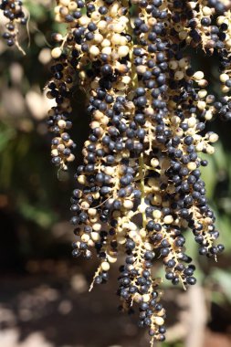 Fan palmiyesinin siyah meyveleri