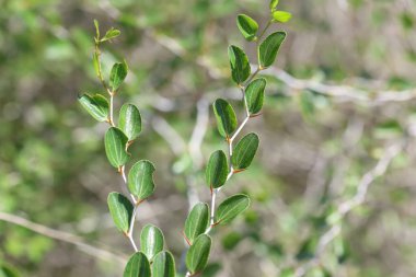 Ziziphus lotus, boynuzlardaki küçük bir yaprak döken ağaçtır.
