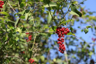 Smilax aspera, esnek ve narin bir sapı ve sivri dikenleri olan, her daim yeşil bir tırmanıcıdır.