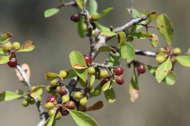 Rhamnus lycioides yaklaşık 1 metre uzunluğunda bir çalıdır.
