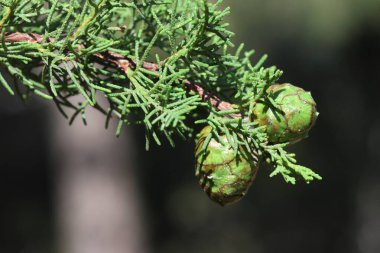  closeup of Phoenician juniper branch with seedpods clipart