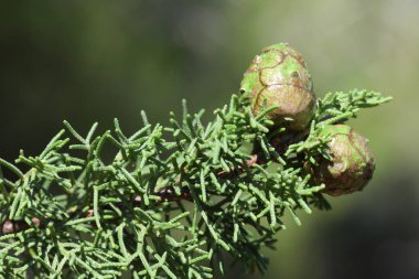  closeup of Phoenician juniper branch with seedpods clipart