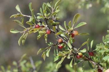 Rhamnus lycioides yaklaşık 1 metre uzunluğunda bir çalıdır.