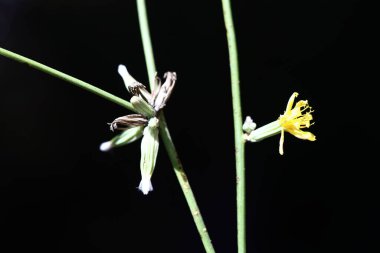 Chondrilla juncea, Asteraceae familyasından bir bitki türü.