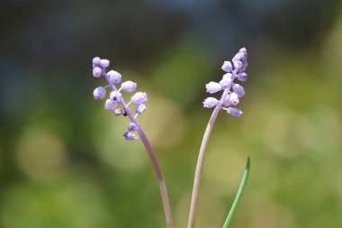 Eylül 'de muscari parviflorum çiçekleri