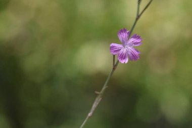 Dianthus tripunctatus çiçeği, diğer adıyla Üç Noktalı Pembe