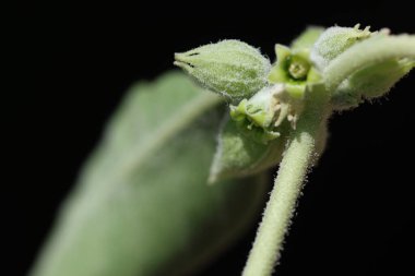 Withania somnifera, Solanaceae 'de yemyeşil bir çalıdır.