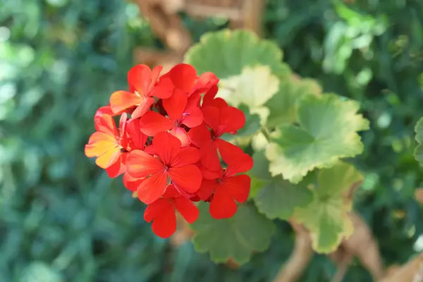 stock image Red  Pelargonium_zonale flower also known as geranium