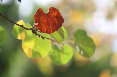 Yehuda ağacının yaprakları (Cercis silikastrum) çok güzel bir arka planı vardır.