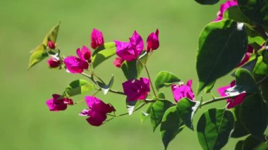 Bougainville çiçeği (Bougainvillea spectabilis)