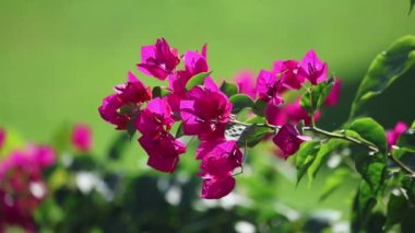 Bougainville çiçeği (Bougainvillea spectabilis)
