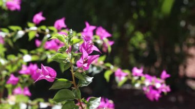 Bougainville çiçeği (Bougainvillea spectabilis)