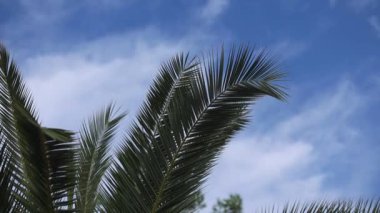 Hurma ağaçlarının yaprakları sarkmış.