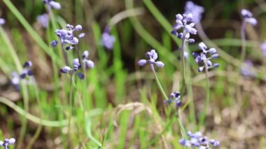 Eylül 'de muscari parviflorum çiçekleri