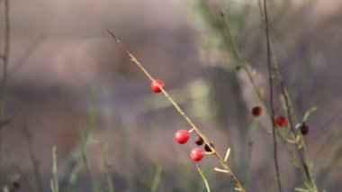 Osyris alba, Santalaceae familyasına ait Osyris cinsinde uzun ömürlü bir bitki türü..