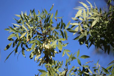 Fraxinus angustifolia, Fraxinus cinsinin bir türüdür. 