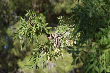 Fraxinus angustifolia, the narrow-leaved ash, is a species of Fraxinus  clipart