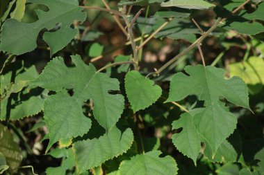 Kağıt dut dalı (Broussonetia papyrifera)