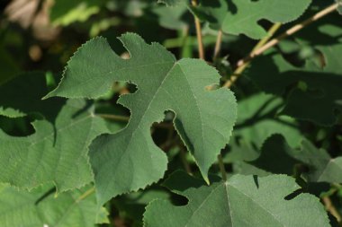 Kağıt dut dalı (Broussonetia papyrifera)