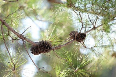 branch of turkish pine with cones clipart