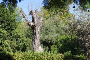 Parktaki ölü ağaç gövdesine yakın.