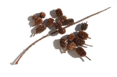 seed cones of river oak (Casuarina cunninghamiana) tree isolated on white clipart