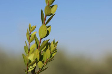 Myrtus Communis 'in brunch' ı.)