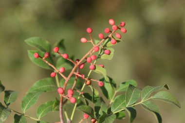 Eski Pistacia terebinthus (Pistacia terebinthus) ağacının meyveleri ve yaprakları