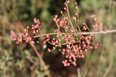 berries and leaves of Old Pistacia terebinthus (Pistacia terebinthus) tree clipart