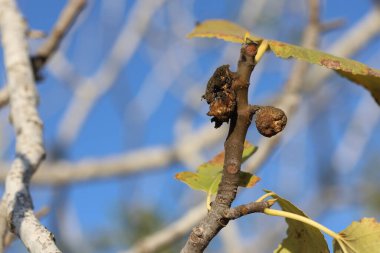 Ağaçta kurutulmuş incir meyvesi