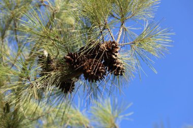 pine branch on a blue background of pine cones. pine cones and needles. clipart