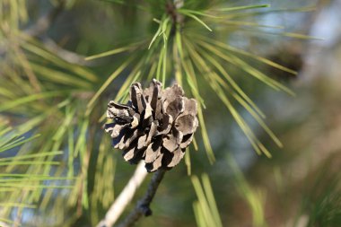 Çam ağacı üzerinde koni