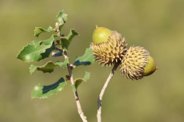 Quercus coccifera meşe palamudu ve yaprakları