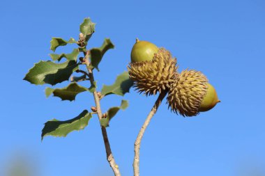 acorns and leaves of Quercus coccifera clipart