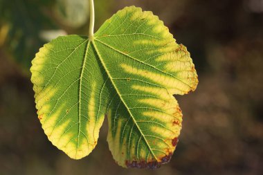 close up of fig tree leaf