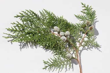 Thuja Orientalis 'in tohum konilerini beyaz arkaplanda bırakır