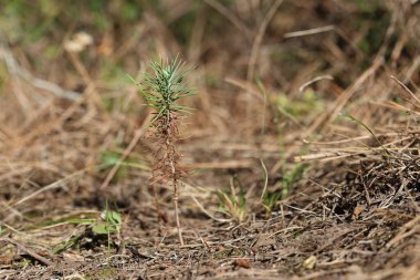 Ormanda Türk çam ağacı fidanı